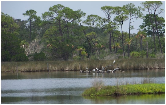 Cape San Blas Real Estate with Donna Murray